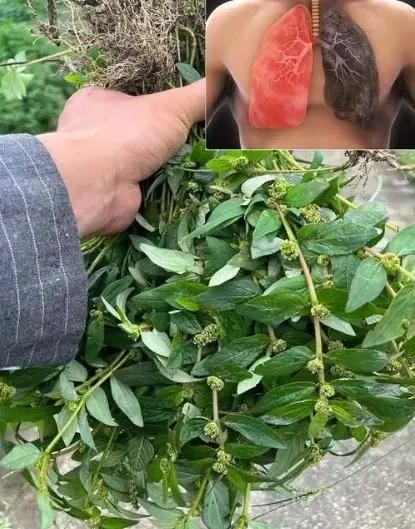 This “Weed” Could Be One of the Most Valuable Plants in Your Garden